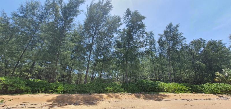 Maikhao Beach huge plot of beach front land for sale